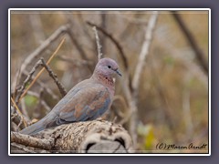 Palmtaube - Laughing Dove - Spilopelia senegalensis