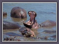 Serengeti Nord Hippo Pond