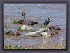 Unzählige Gnus verenden wenn sie den  Mara Fluss überqueren