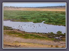 Wichtige ganzjährige Wasserstelle in der Süd-Serengeti