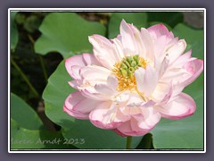 Freiland Lotus