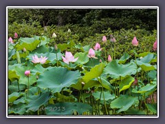 Im Sommer blüht der Lotus