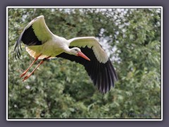 Anflug