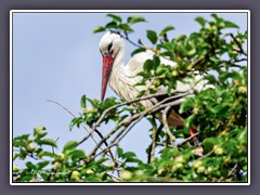 Das Nest im Apfelbaum