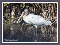 Junger Woodstork
