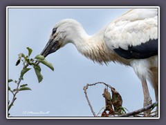 Langeweile im Nest