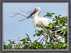 Nest ausbessern