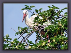 Storch 3T582