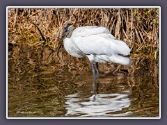 Woodstork - Waldstorch