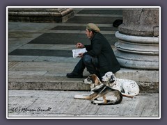 Picknick mit Hunden