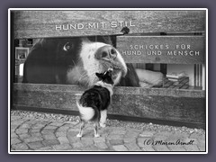 Schaufensterbummel mit Hund