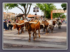 Texas Longhorn Herd - Fort Worth