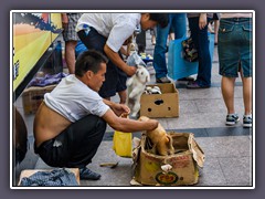 Welpenhandel in Shanghai