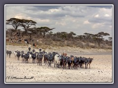 Massai Rinder - und es werden immer mehr