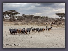 Rinder der Massai in der Serengeti Süd