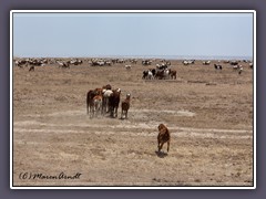 Serengeti Süd - Massai Ziegenherden bevölkern die Ebenen