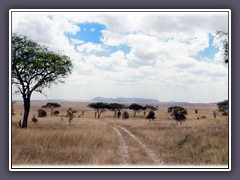 Auf dem Weg durch die Serengeti Central