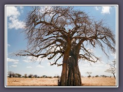 Baobab Panorama aus 3 Bildern 