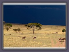 Unwetter in der Serengeti Nord