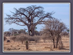 Baobab mit Durchblick
