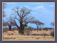 Beeindruckende Baobab Bäume