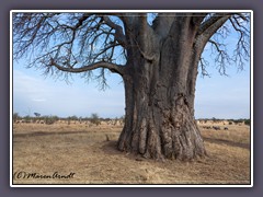 Ein alter Riese - Baobab
