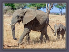 Elefanten Mama mit Sprössling