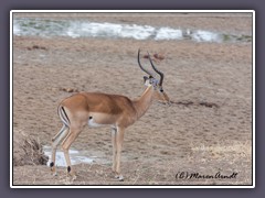 Impala Antilope