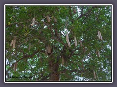 Kigelia Tree - Leberwurstbaum