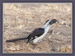 Van der Deckens Hornbill - Tockus deckeni mit Heuschreckenfang 