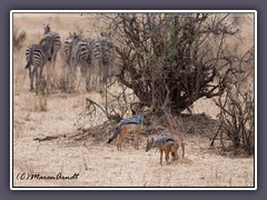 Zebras und Schabrackenschackale