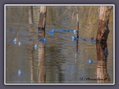 Tiere - blaue Moorfrösche
