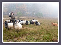 Worpswede - ein Schäfer mit einer Herde auf der Marcus Heide