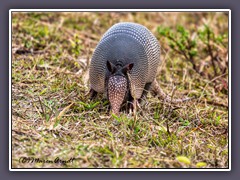 Texas small State Animal - Ninebanded Armadillo - Neunbindiges Gürteltier 