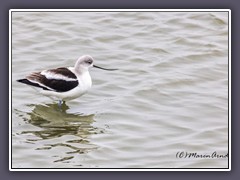 American Avocet -Recurvirostra americana -amerikanischer Säbelschnäbler