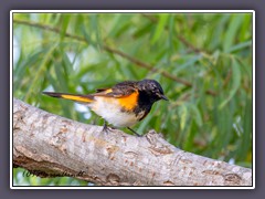 American Redstart - Rotschwanz Waldsänger