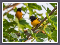 Baltimore Oriole