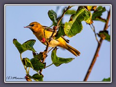 Baltimore Oriole -Baltimoretrupial