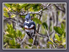 Belted Kingfisher -Megaceryle alcyon