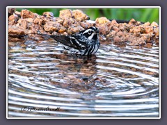 Black and White Warbler - Baumläufer Waldsänger