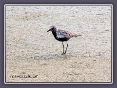 Black Bellied Plower - Kiebitzregenpfeifer