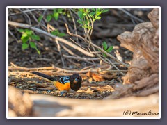 Spotted Towhee - Grundammer