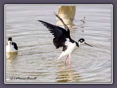 Black Necked Stilt