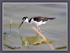 Black Necked Stilt - Amerikanischer Stelzenläufer