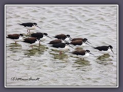 Black Necked Stilt - amerikanischer Stelzenläufer - Himantopus mexicanus