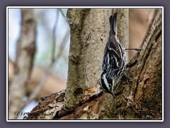 Black and White Warbler