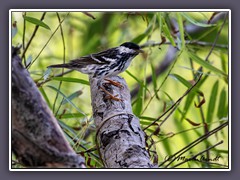 Blackpoll Warbler - Streifen Waldsänger