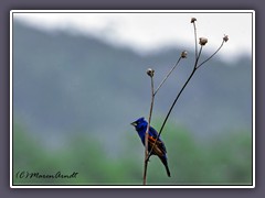 Blue Grosbeak - Azurfink