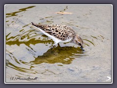 Broad Billed Sandpiper -Sumpfläufer