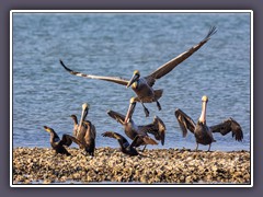 Brown Pelicans - Kormorans